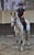 Annuncio cavallo