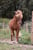 Annuncio cavallo