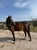 Horse ad