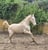 Annuncio cavallo