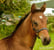 Annuncio cavallo