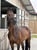 Horse ad