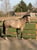 Annonce cheval