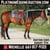 Horse ad