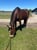 Horse ad