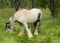 Annuncio cavallo