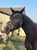 Horse ad