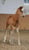 Annuncio cavallo