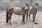 Horse ad