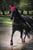 Horse ad