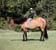 Horse ad