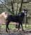 Horse ad