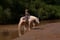 Horse ad