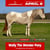 Annuncio cavallo