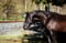 Annuncio cavallo