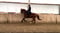 Horse ad