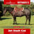 Paardadvertentie