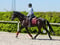 Anuncio de caballos