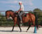 Annuncio cavallo