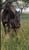 Annuncio cavallo