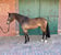 Horse ad