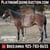 Annuncio cavallo