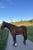 Horse ad