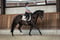 Horse ad