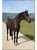 Horse ad