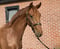Annuncio cavallo
