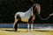 Paardadvertentie