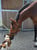Annuncio cavallo