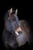 Horse ad
