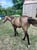 Horse ad
