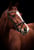 Horse ad
