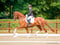Annuncio cavallo