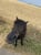 Horse ad