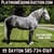 Horse ad
