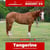 Paardadvertentie