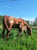 Horse ad