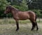 Horse ad