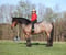 Horse ad