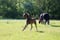 Annonce cheval
