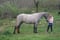 Horse ad