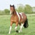 Annuncio cavallo