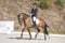 Horse ad