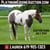 Horse ad