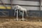 Annuncio cavallo