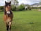 Horse ad