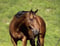Annuncio cavallo